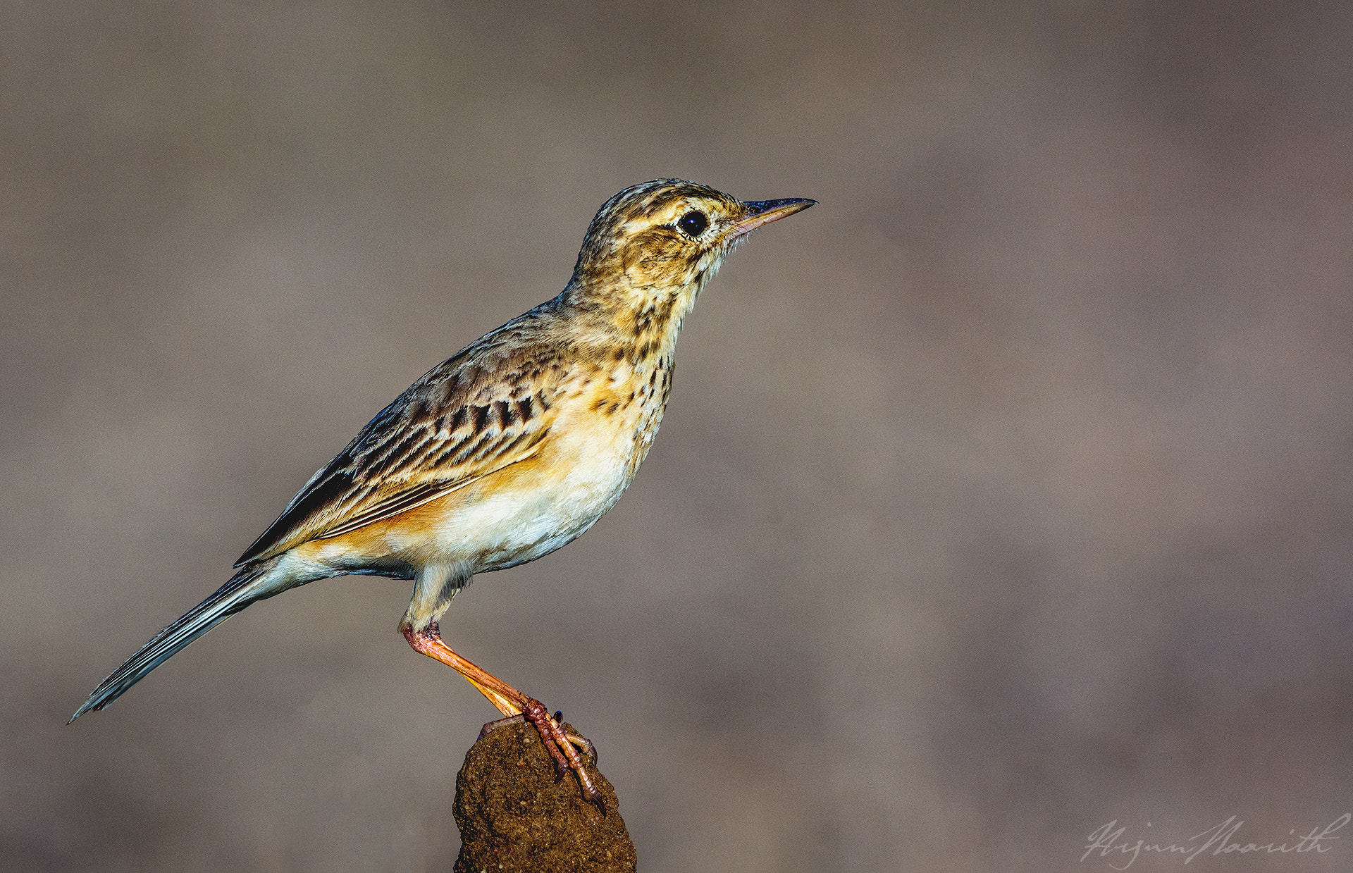 Nikon AF-S Nikkor 200-500mm F5.6E ED VR sample photo. Pipit photography
