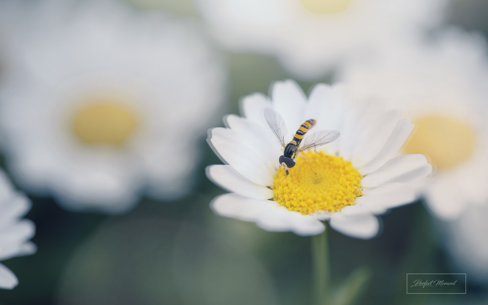 Nikon AF-S Micro-Nikkor 105mm F2.8G IF-ED VR sample photo. Skt photography