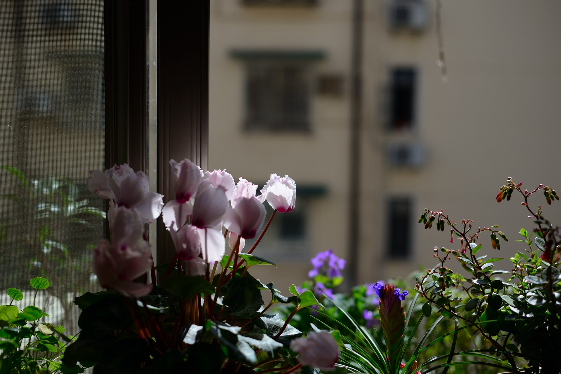 Nikon AF Nikkor 50mm F1.8D sample photo. A quiet spring morning photography
