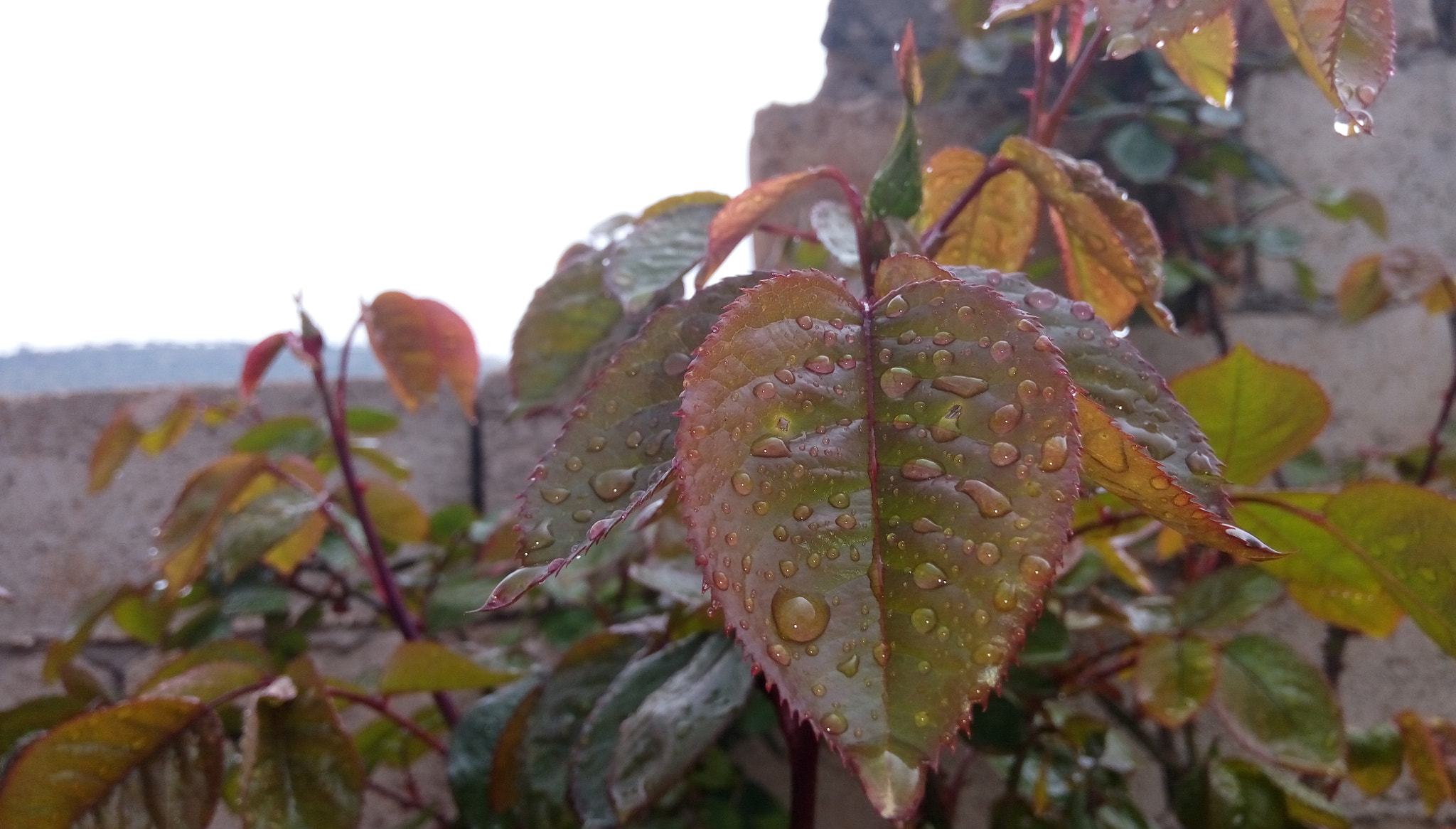 HTC DESIRE 728G DUAL SIM sample photo