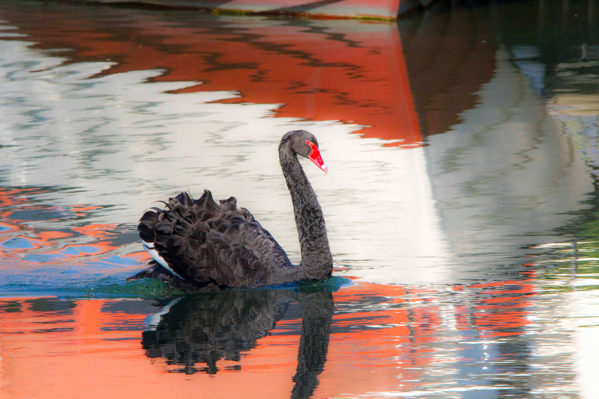 150-600mm F5-6.3 DG OS HSM | Contemporary 015 sample photo. Le cygne noir et le bateau ! photography