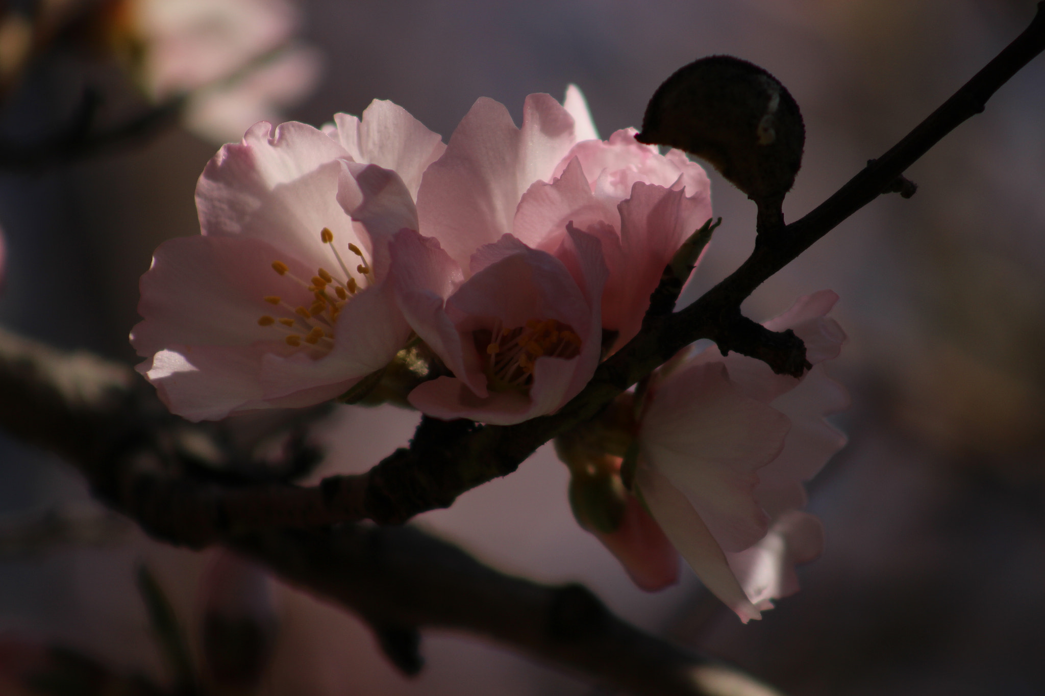 Canon EF 75-300mm f/4-5.6 USM sample photo. Pink almond  როცა აყვავდა ნუში  <3 photography