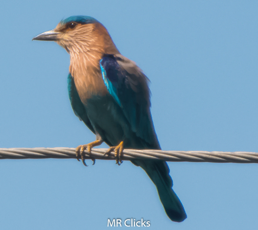 Nikon D5500 sample photo. Indian roller photography