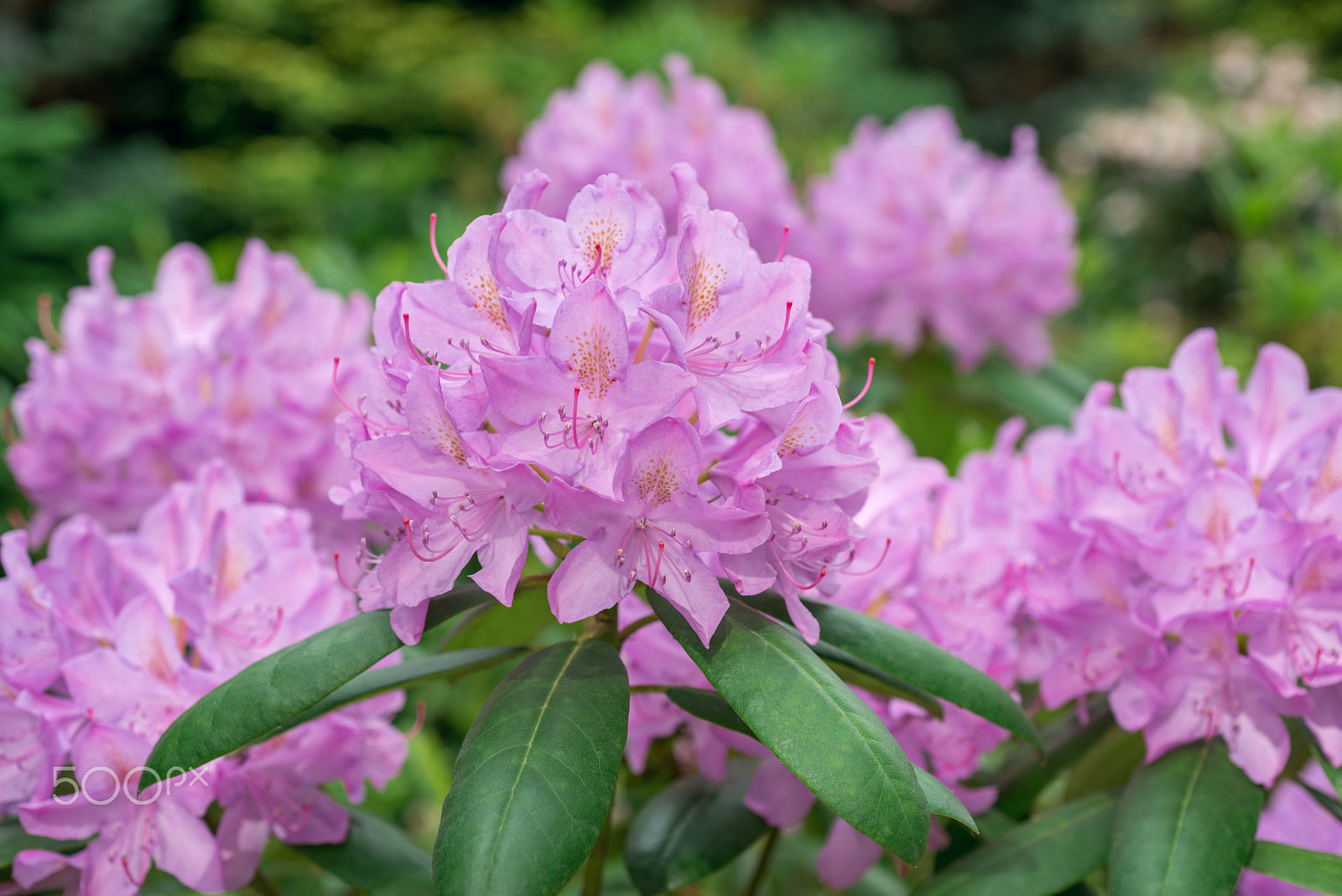 Nikon D800 + Nikon AF Micro-Nikkor 60mm F2.8D sample photo. Flower pink rhododendron photography