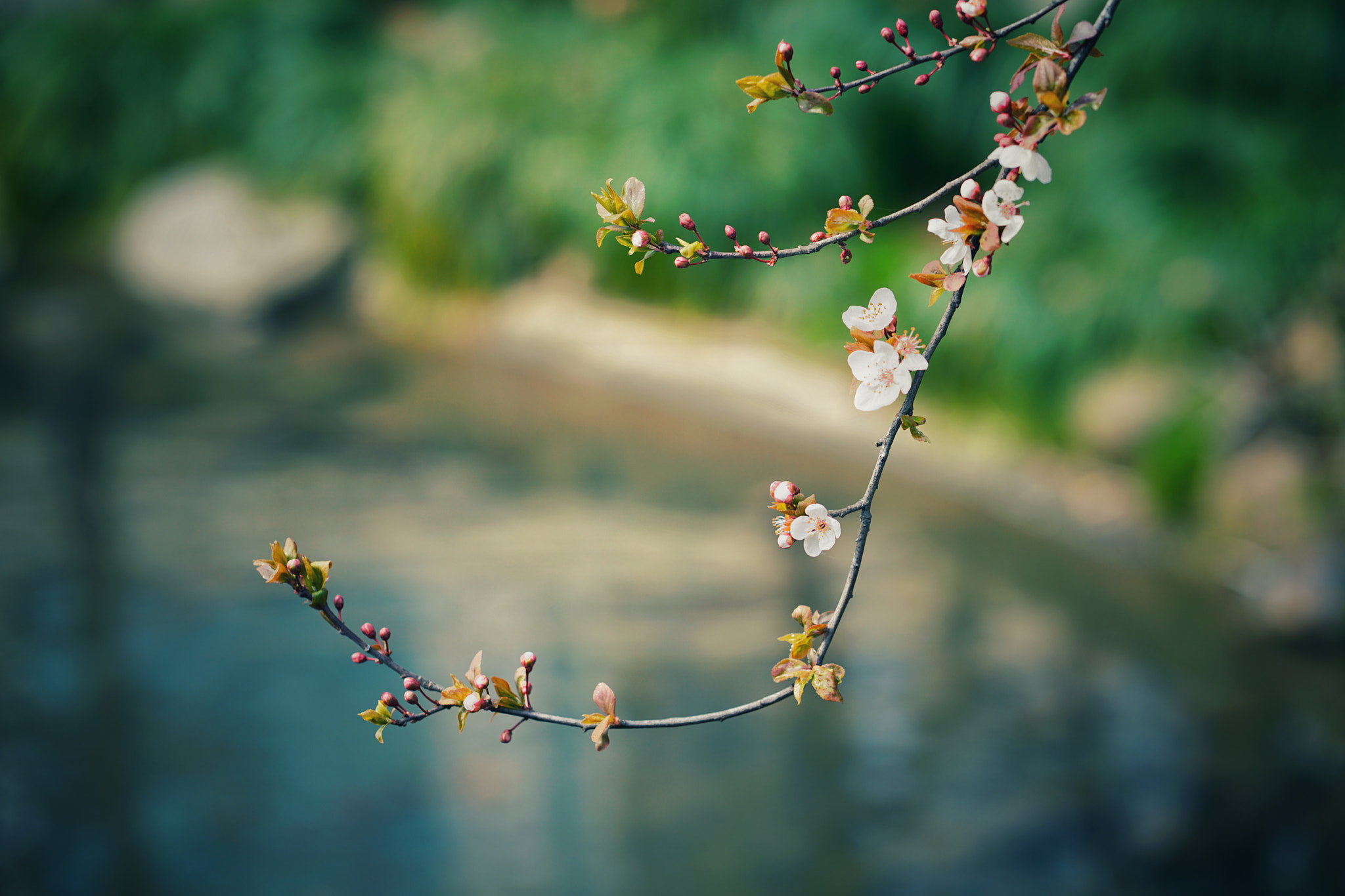 ZEISS Batis 85mm F1.8 sample photo. Able的桃花 photography