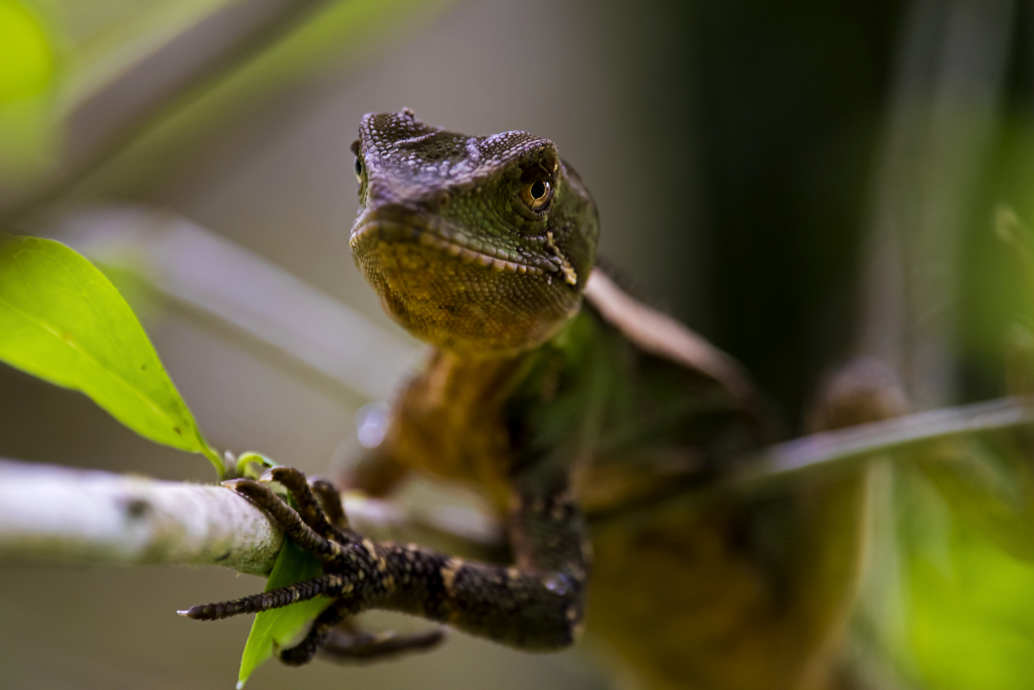 Nikon Nikkor AF-S 300mm F4E PF ED VR sample photo. Ihering's fathead anole photography