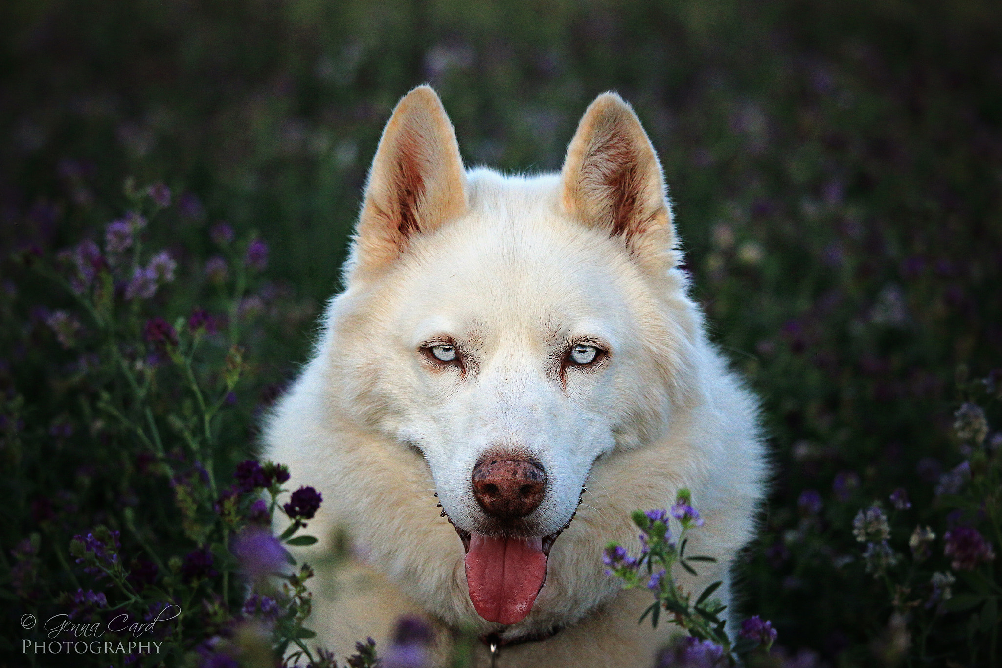 Canon EOS 70D + Canon EF-S 55-250mm F4-5.6 IS STM sample photo