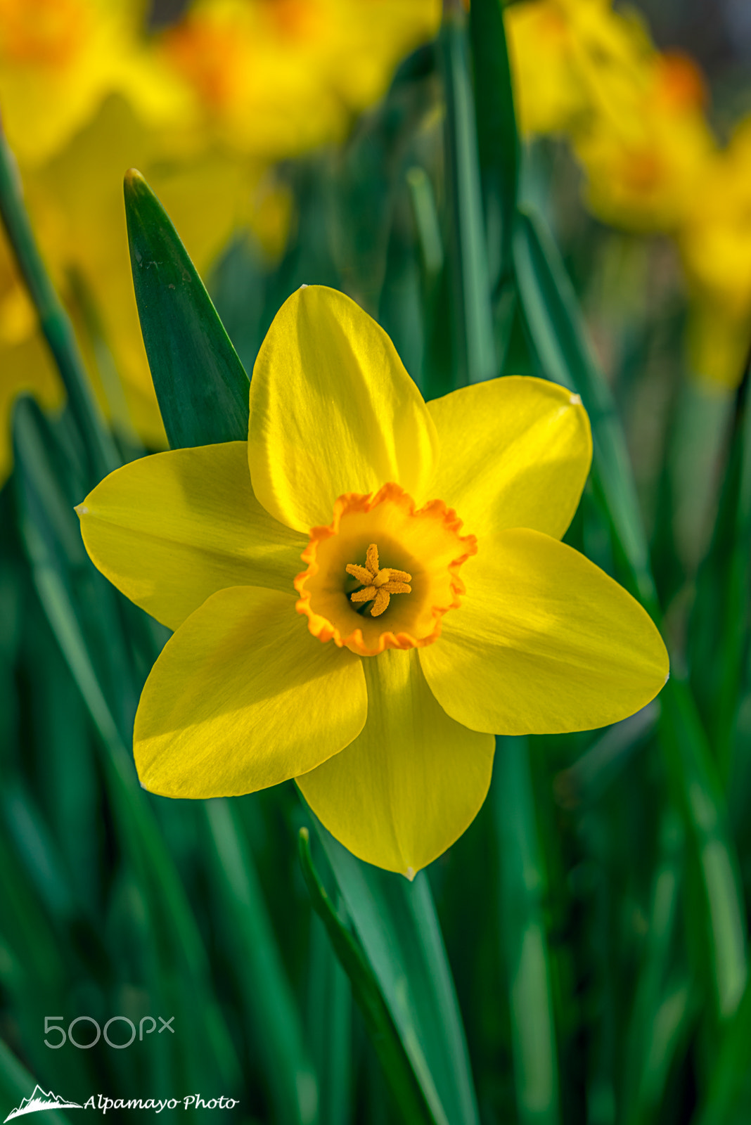 Nikon D800 + Nikon AF-S Micro-Nikkor 60mm F2.8G ED sample photo. Daffodil (narcissus) photography