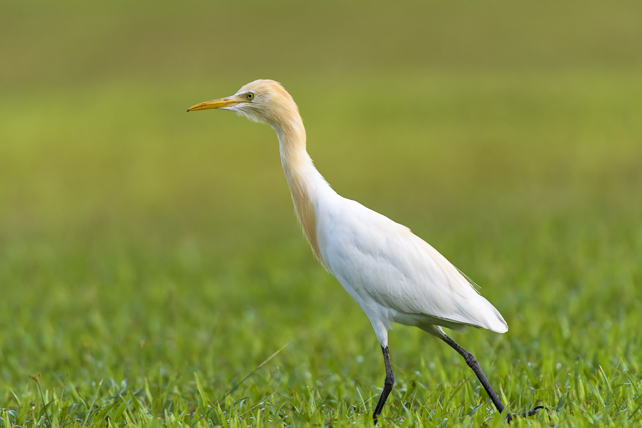 Nikon AF-S Nikkor 200-400mm F4G ED-IF VR sample photo. Cattle egret photography