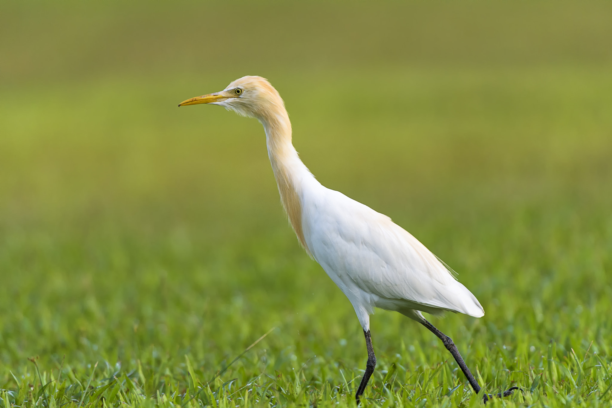 Nikon D500 + Nikon AF-S Nikkor 200-400mm F4G ED-IF VR sample photo. Cattle egret photography