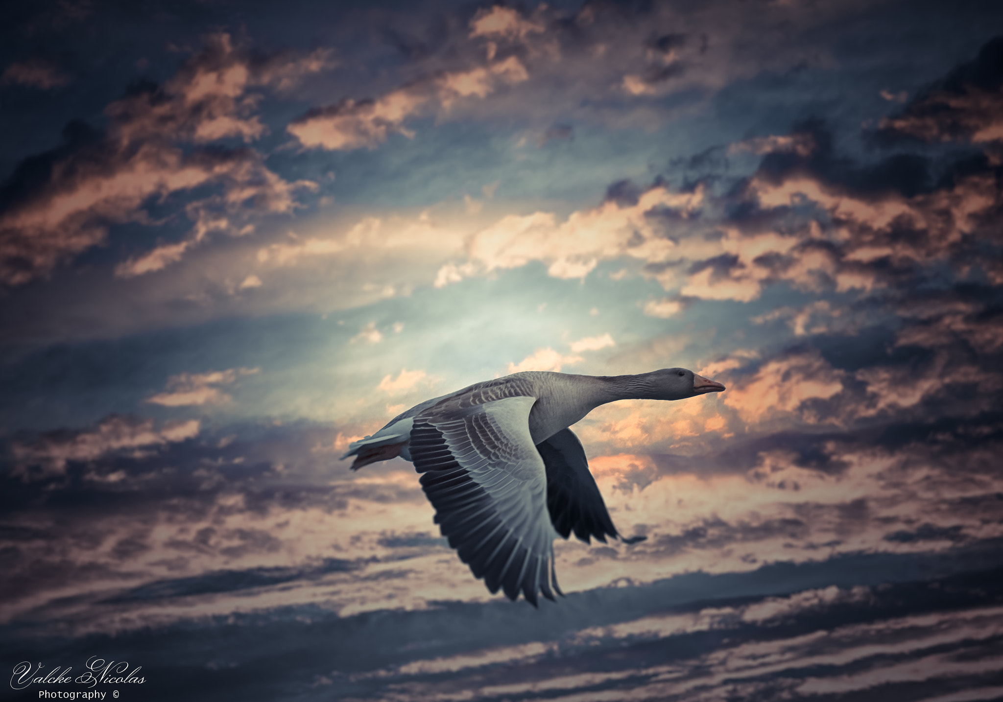 Nikon D7200 sample photo. Goose photography
