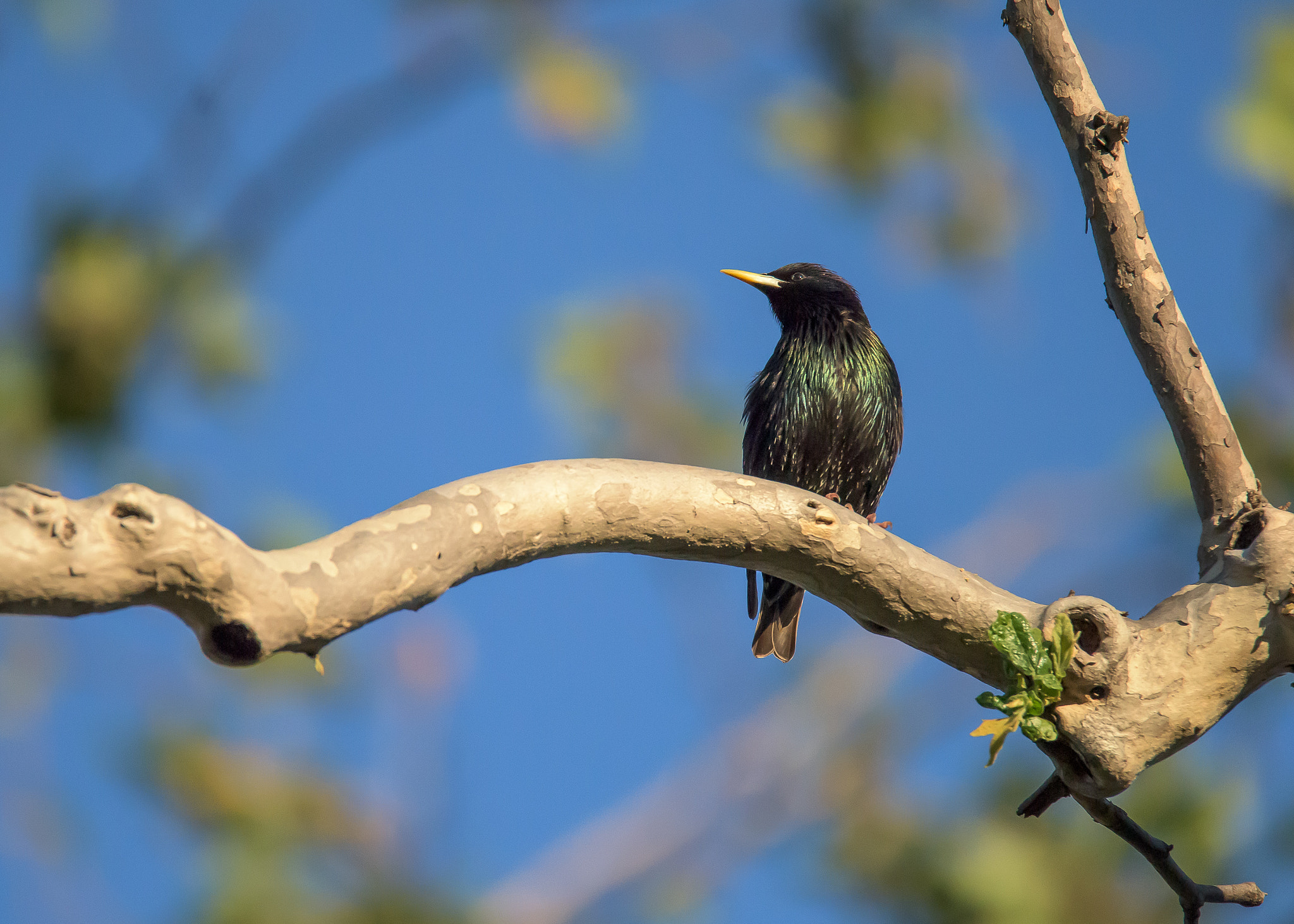 Nikon D810 sample photo. European starling photography