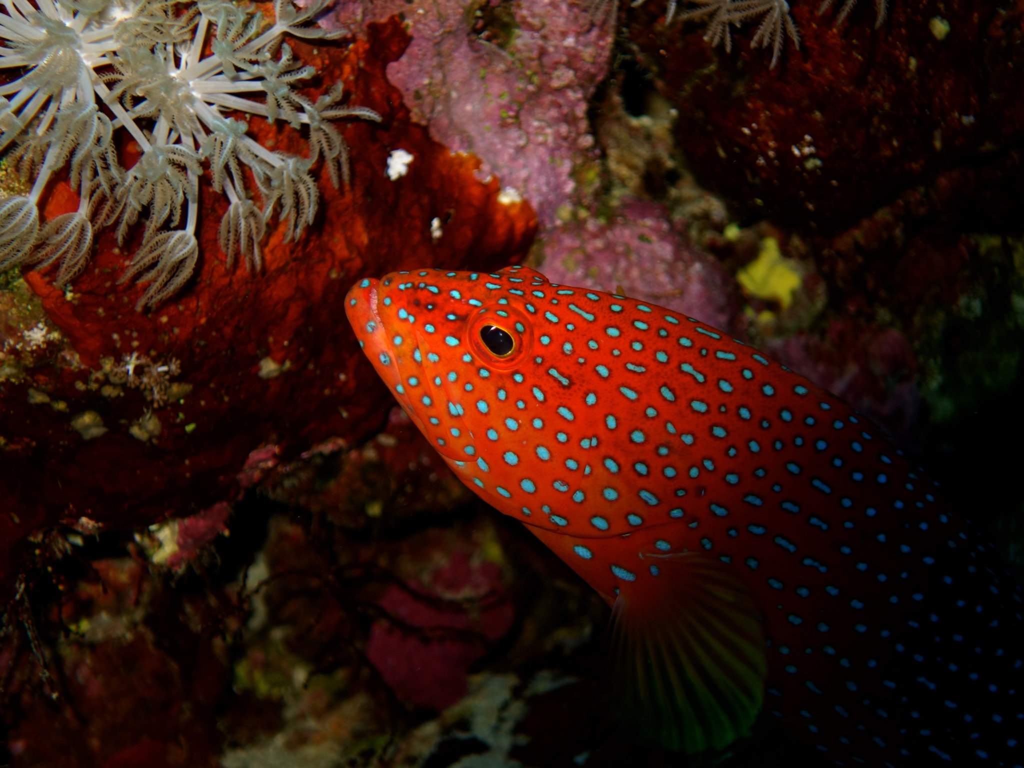Sony 28-100mm F1.8-4.9 sample photo. Red fish photography