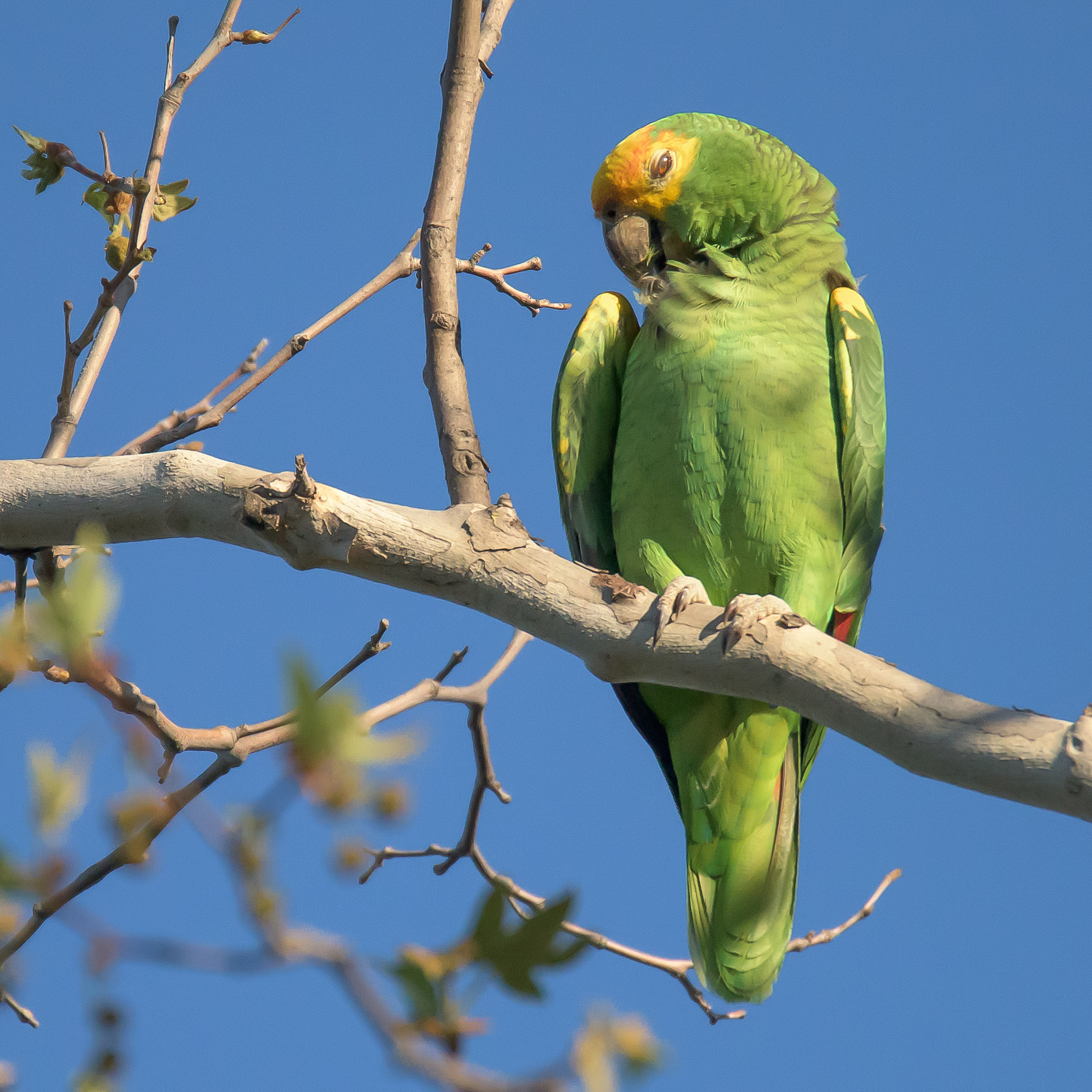 Nikon D810 sample photo. Yellow headed parrot photography