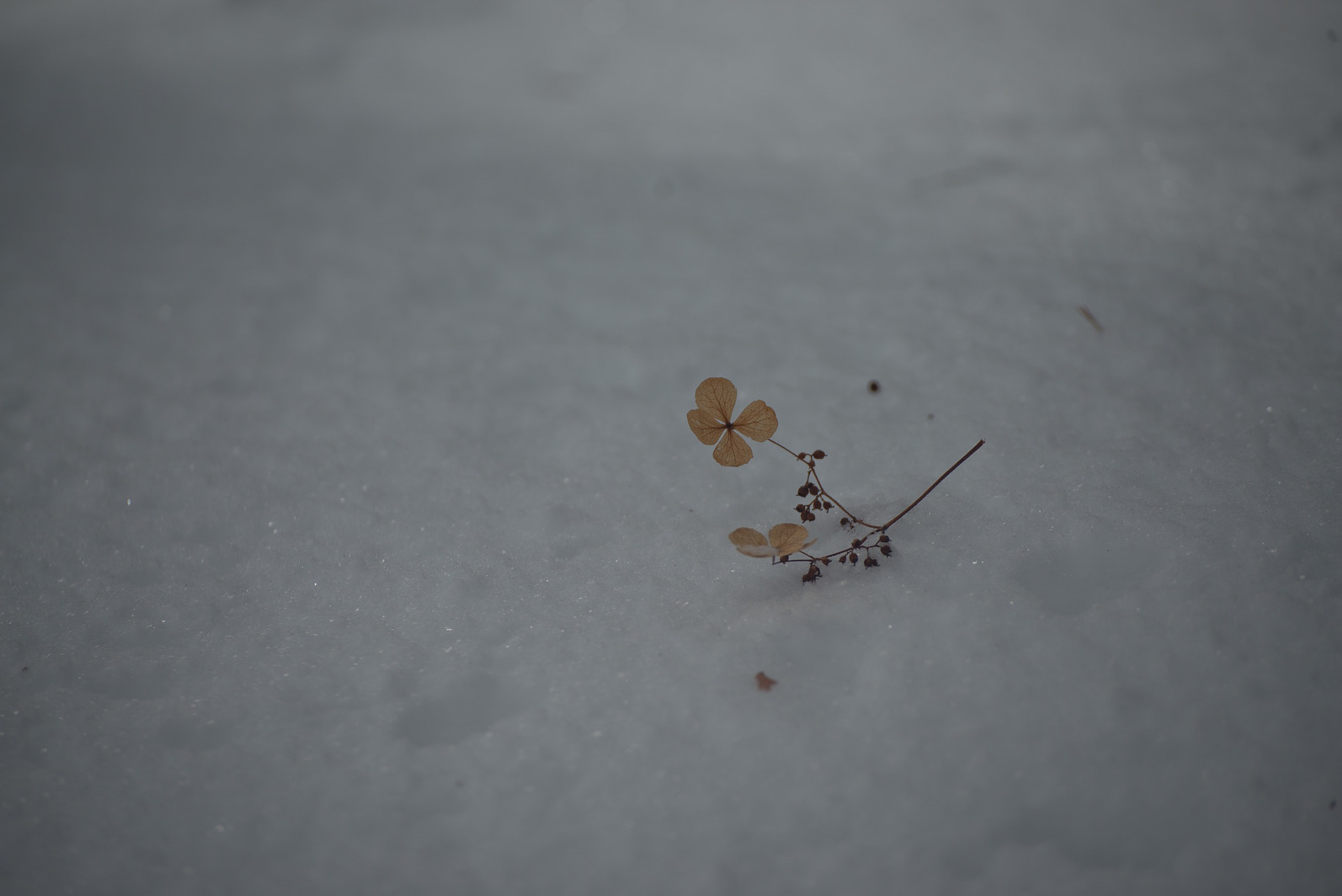 Nikon D800 sample photo. Memories of autumn photography