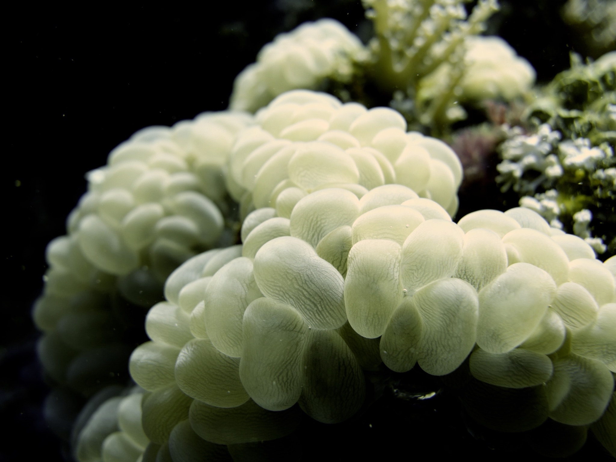Sony 28-100mm F1.8-4.9 sample photo. Red sea diving photography