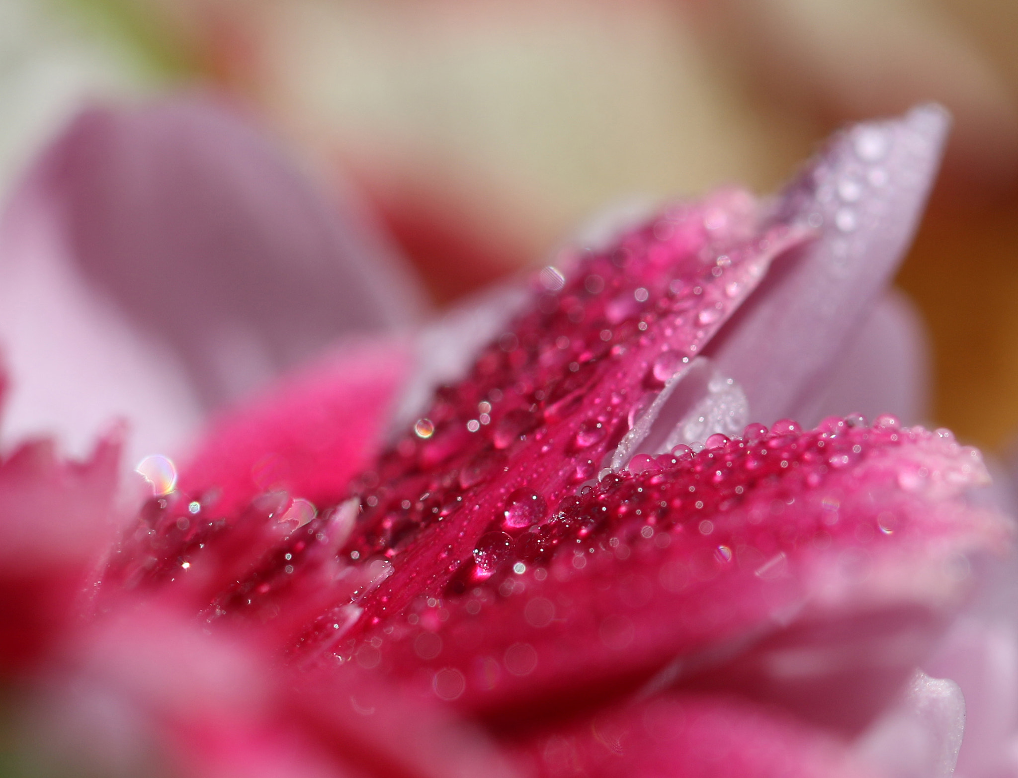 Sigma 105mm F2.8 EX DG OS HSM sample photo. Pink rain petals photography