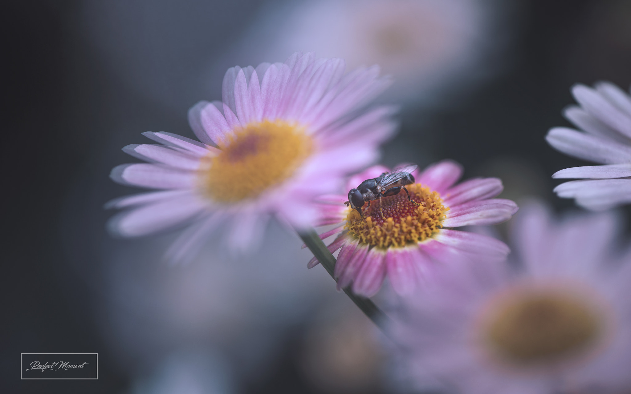Nikon AF-S Micro-Nikkor 105mm F2.8G IF-ED VR sample photo. Skt photography