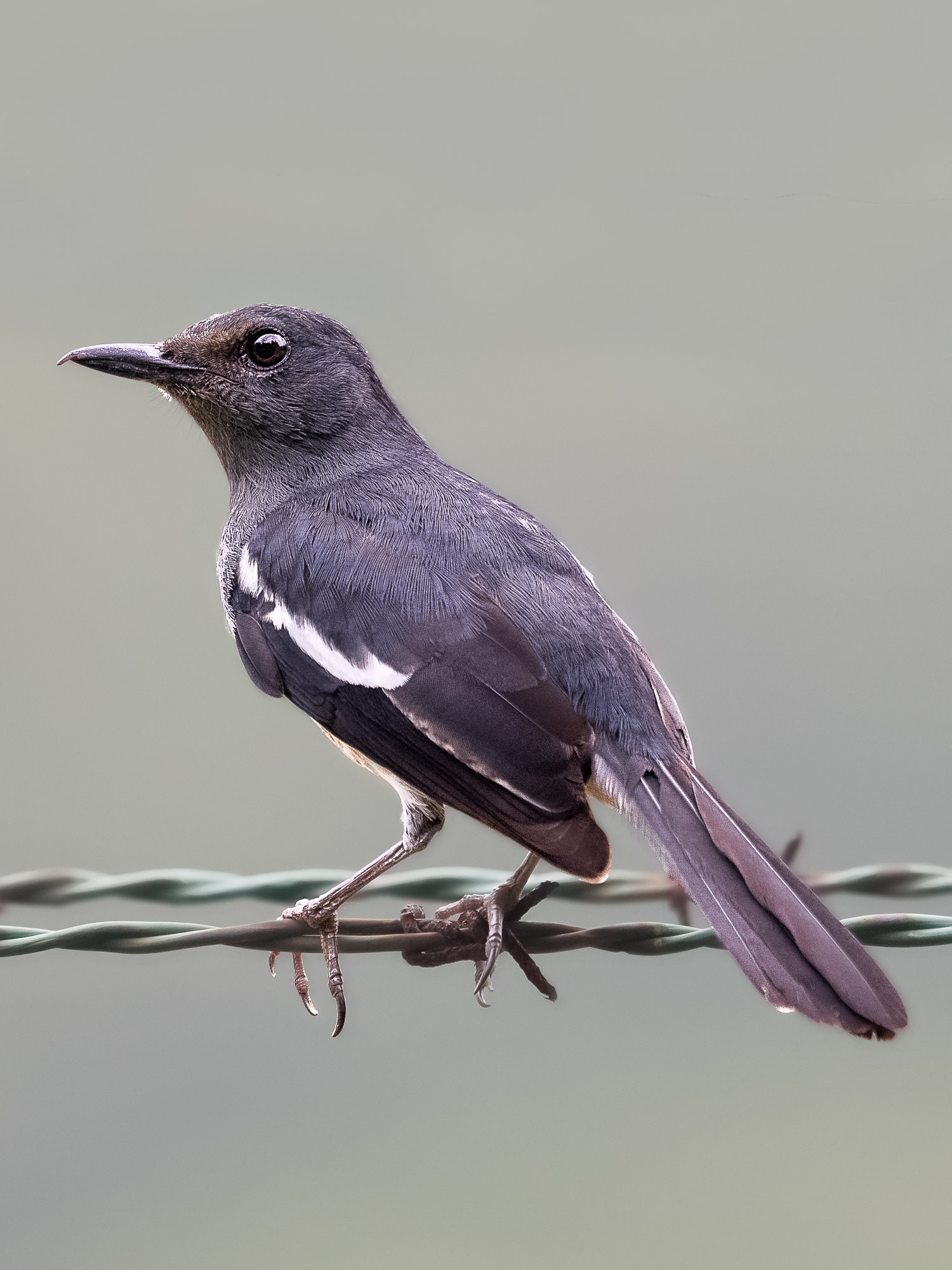 Nikon Nikkor AF-S 300mm F4E PF ED VR sample photo. Oriental magpie-robin @ labrador park photography