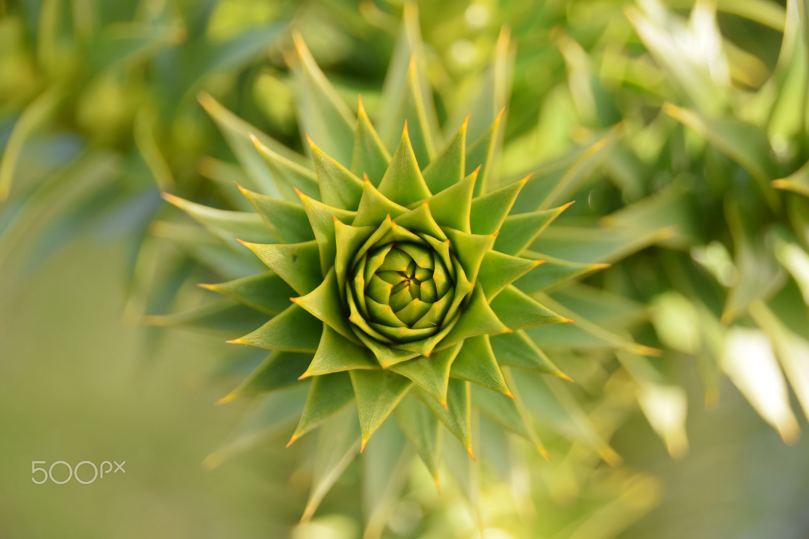 Sigma 18-250mm F3.5-6.3 DC Macro OS HSM sample photo. Welcome back spring and plants photography