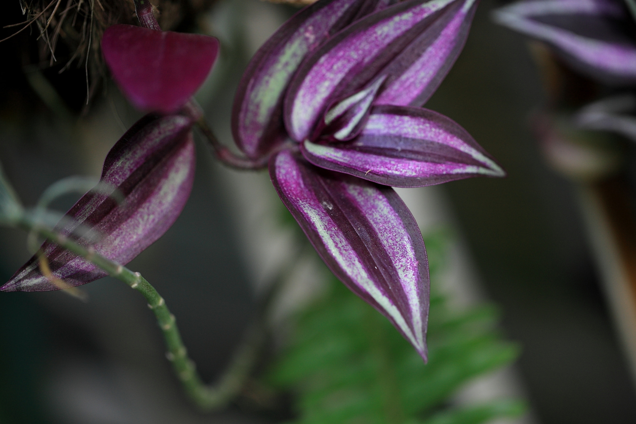 Canon EOS-1Ds Mark III sample photo. Home photography
