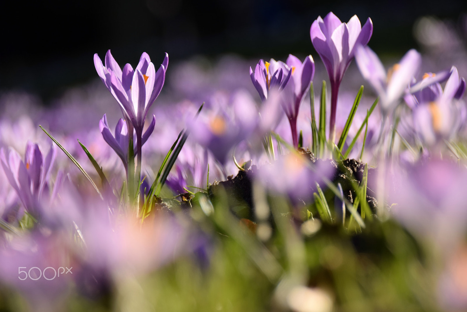 Sigma 18-250mm F3.5-6.3 DC Macro OS HSM sample photo. Welcome back flowers photography