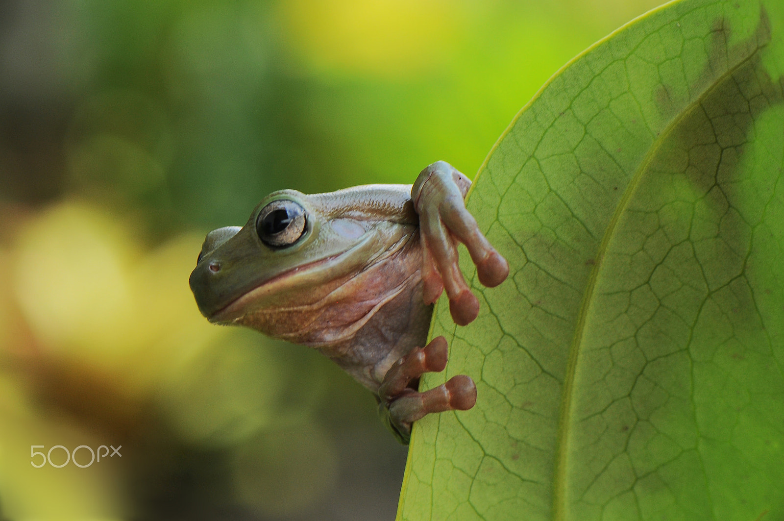 Nikon AF-S Micro-Nikkor 105mm F2.8G IF-ED VR sample photo. Frog photography