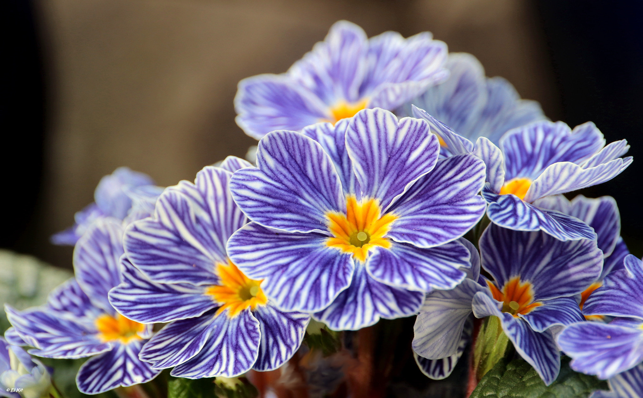Canon EF-S 15-85mm F3.5-5.6 IS USM sample photo. Striped primroses photography