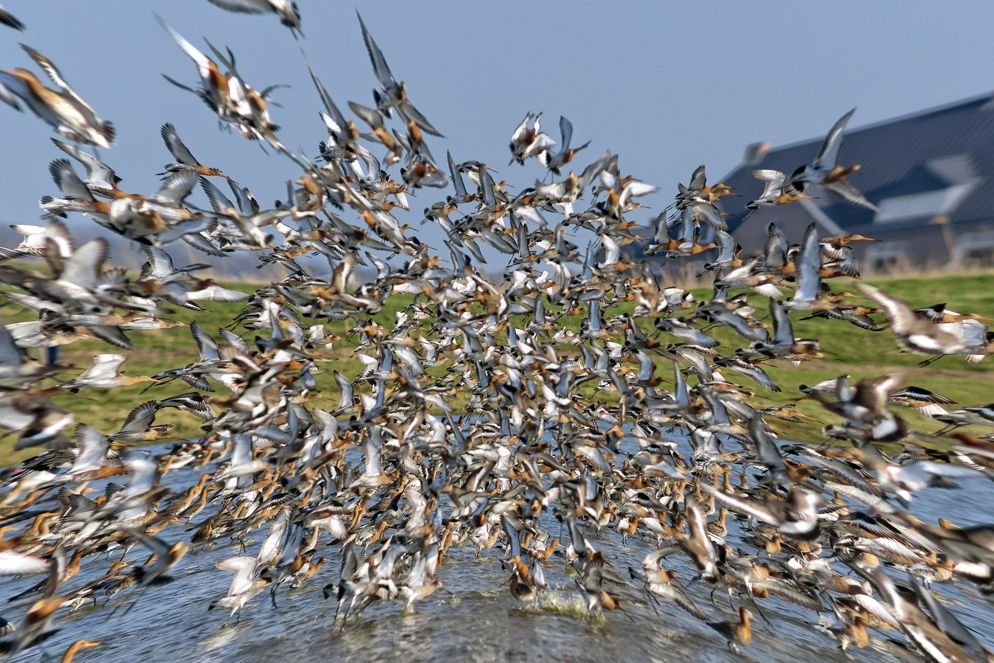 Sony ILCA-77M2 + Minolta AF 200mm F2.8 HS-APO G sample photo. Godwits detonation photography