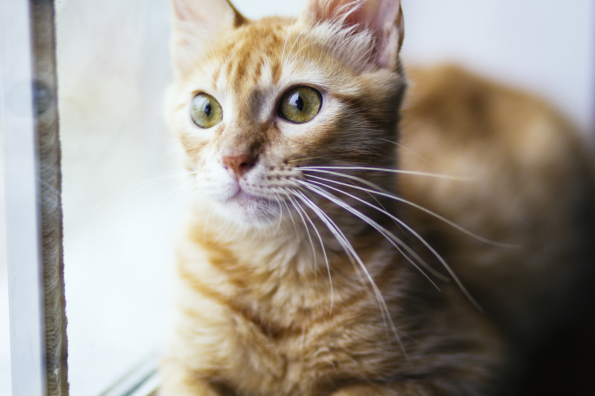 Canon EOS 60D + Canon EF 85mm F1.8 USM sample photo. Baby cat photography