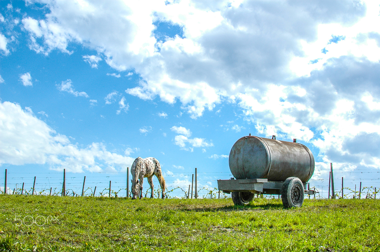 Nikon D70 sample photo. Dreaming horse photography