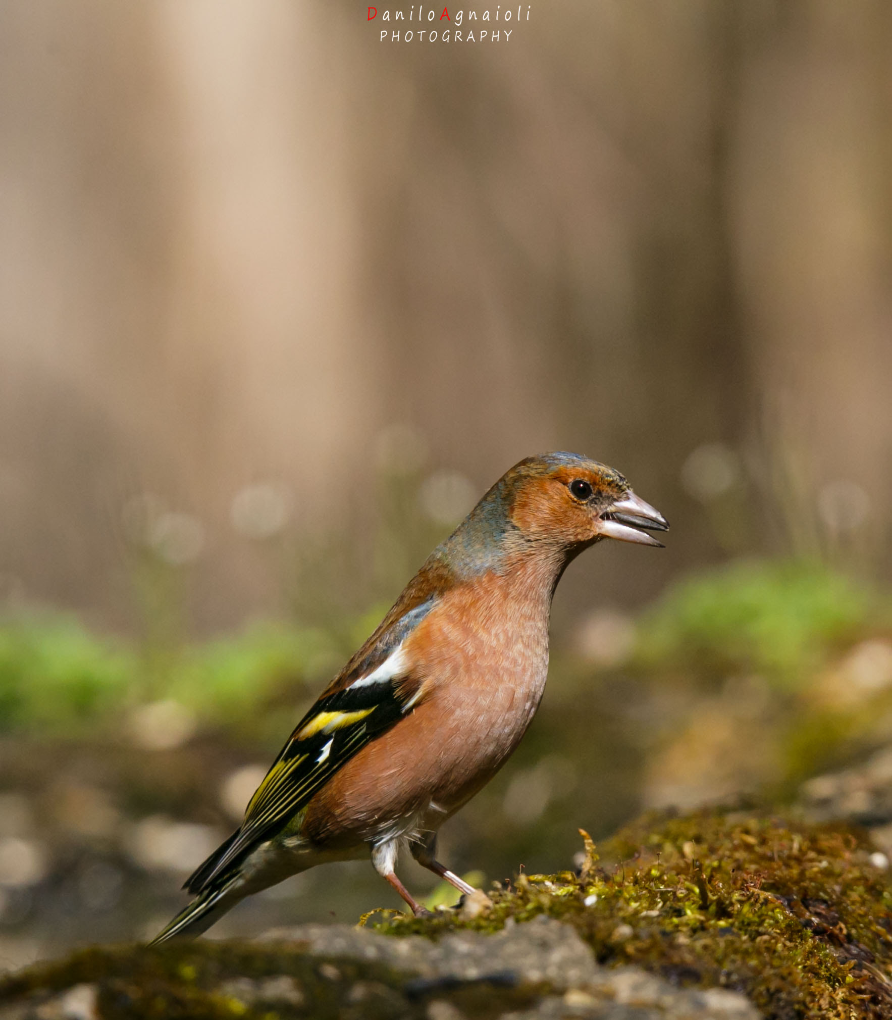 Tamron SP 150-600mm F5-6.3 Di VC USD sample photo. Il fringuello photography