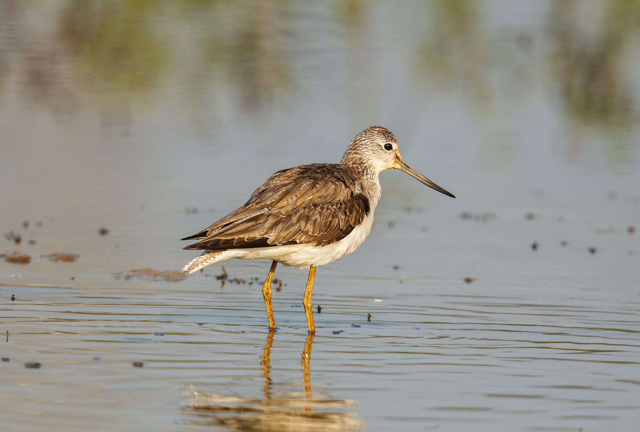 Canon EF 500mm F4L IS II USM sample photo. Common greenshank photography