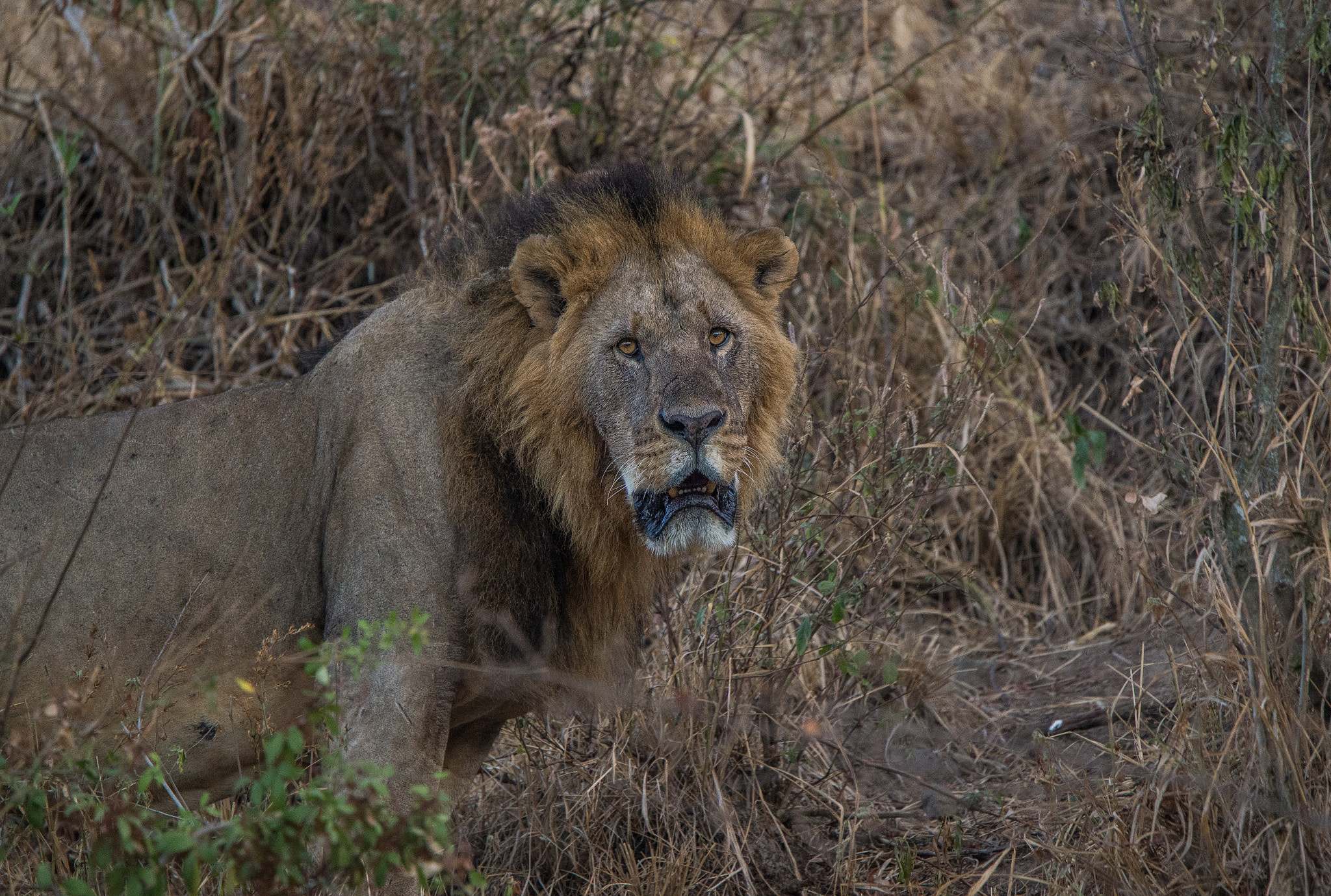 Nikon D600 sample photo. Say what photography