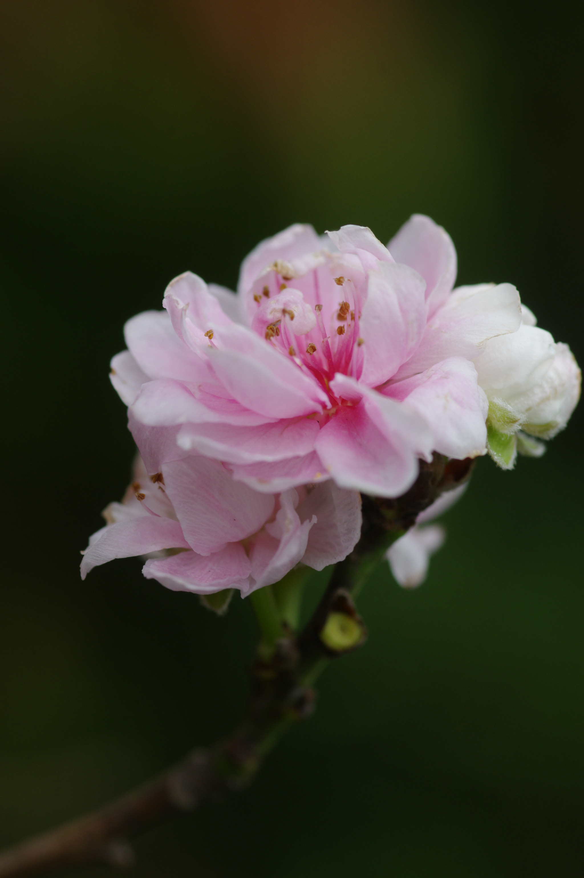 Pentax K-3 + Pentax smc D-FA 100mm F2.8 Macro WR sample photo