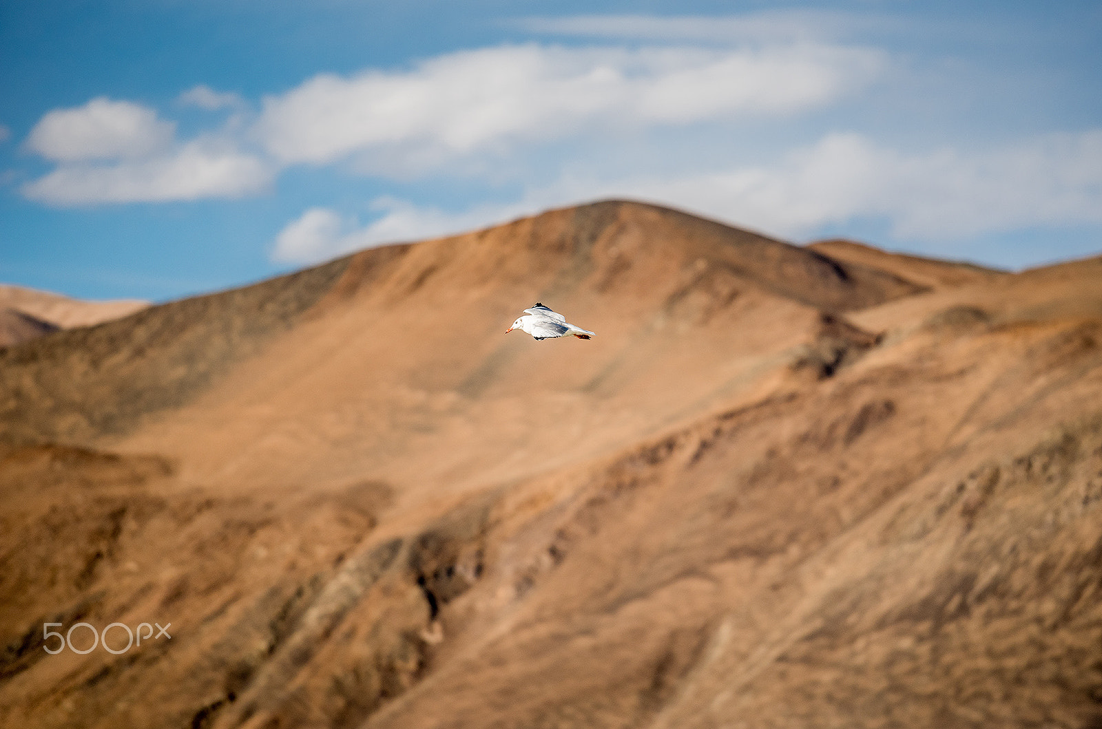 Nikon AF-S Nikkor 70-200mm F4G ED VR sample photo. Little bird with mountain at pangong tso photography