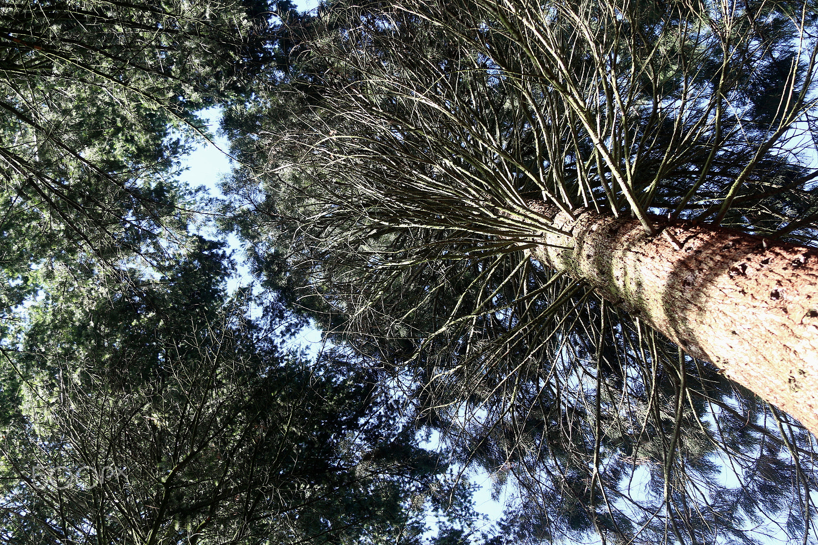 Canon EF 28-135mm F3.5-5.6 IS USM sample photo. Tree photography