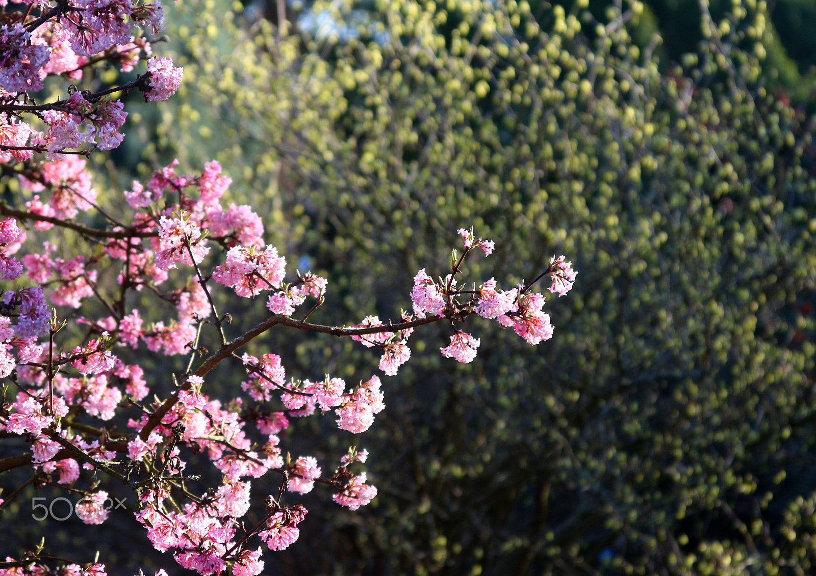 Canon EF 28-135mm F3.5-5.6 IS USM sample photo. Flower photography