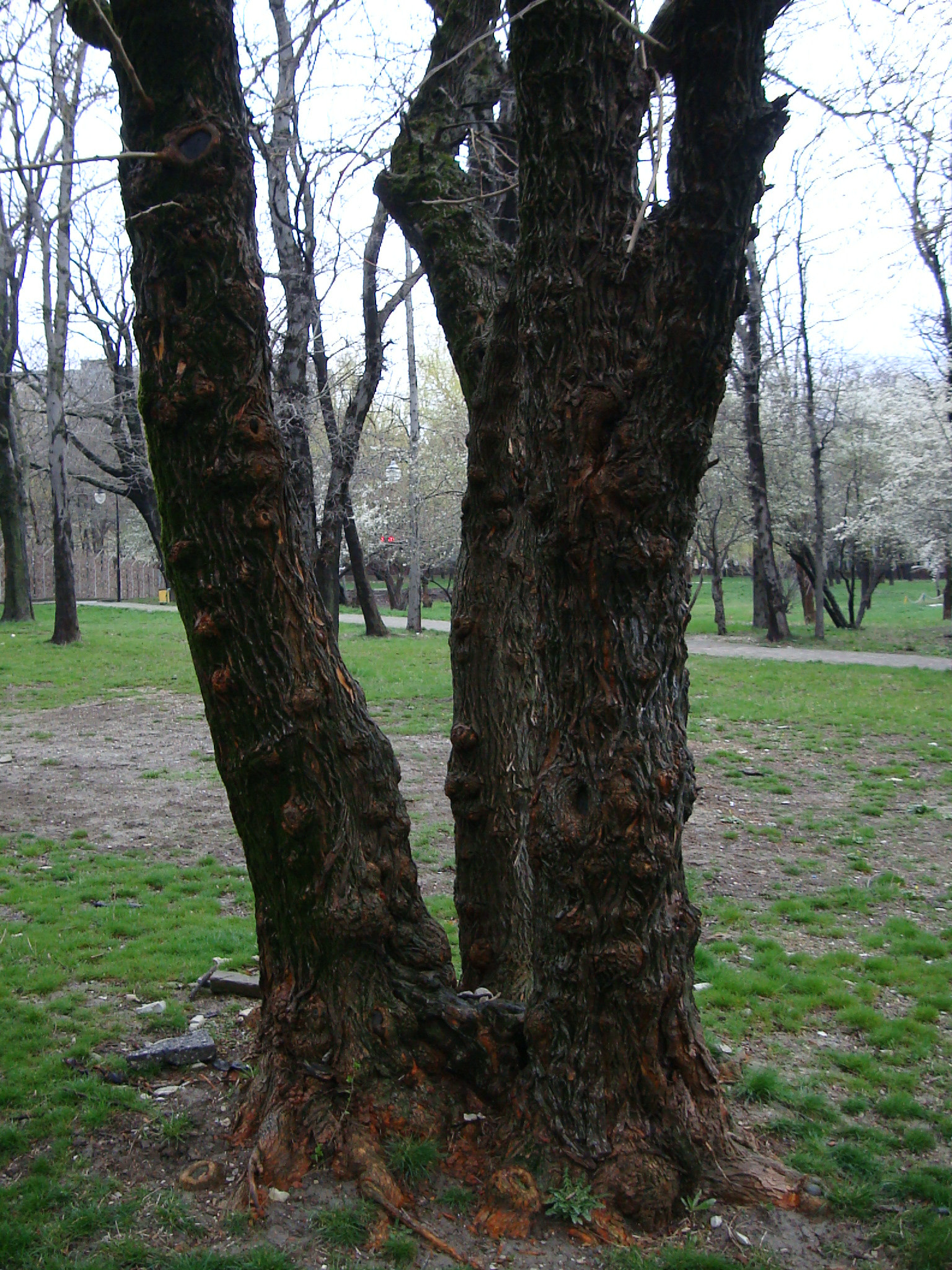 Sony Cyber-shot DSC-W300 sample photo. Trunk of old tree in a park photography