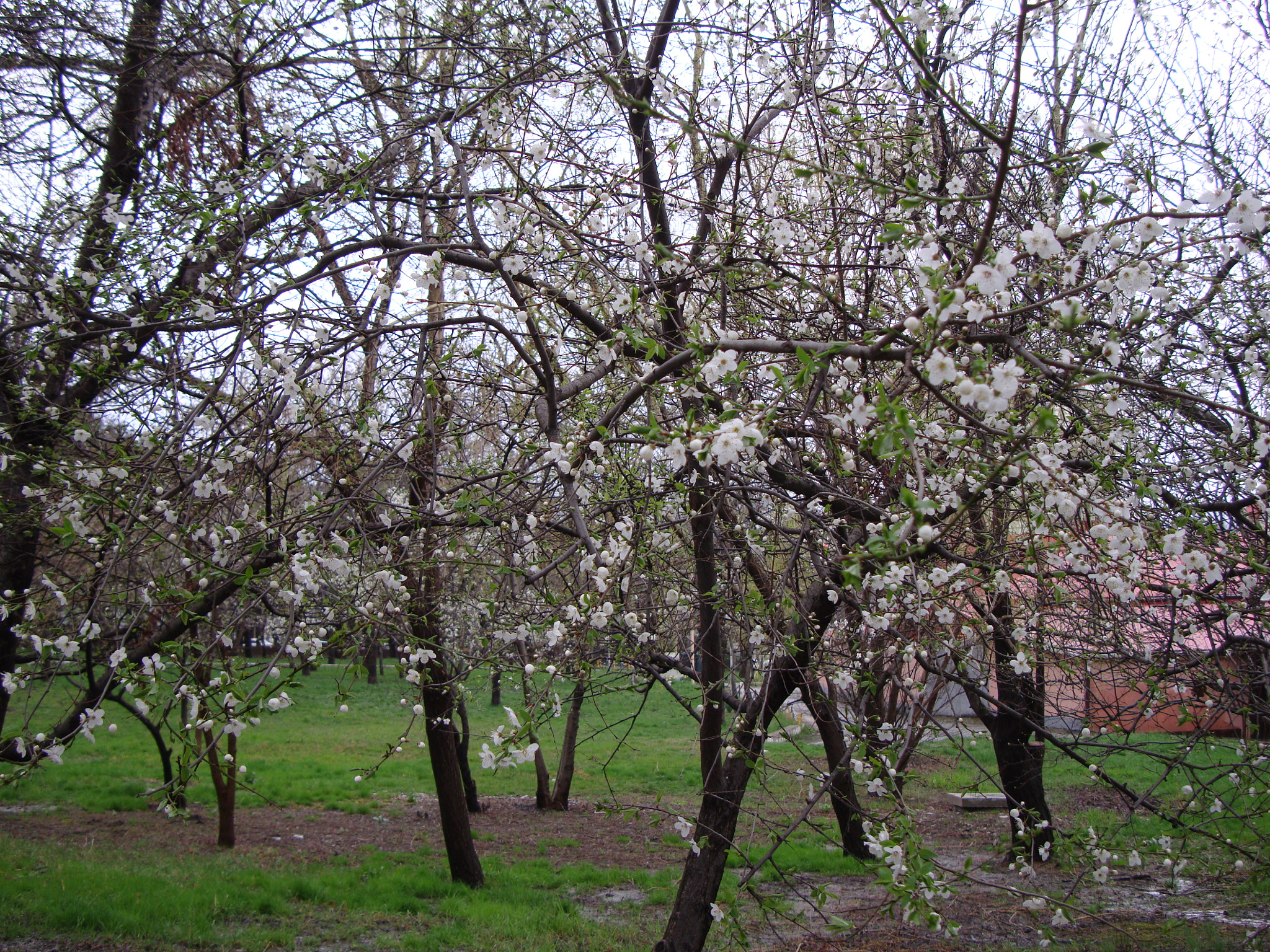 Sony Cyber-shot DSC-W300 sample photo. Blossoming trees in a park photography