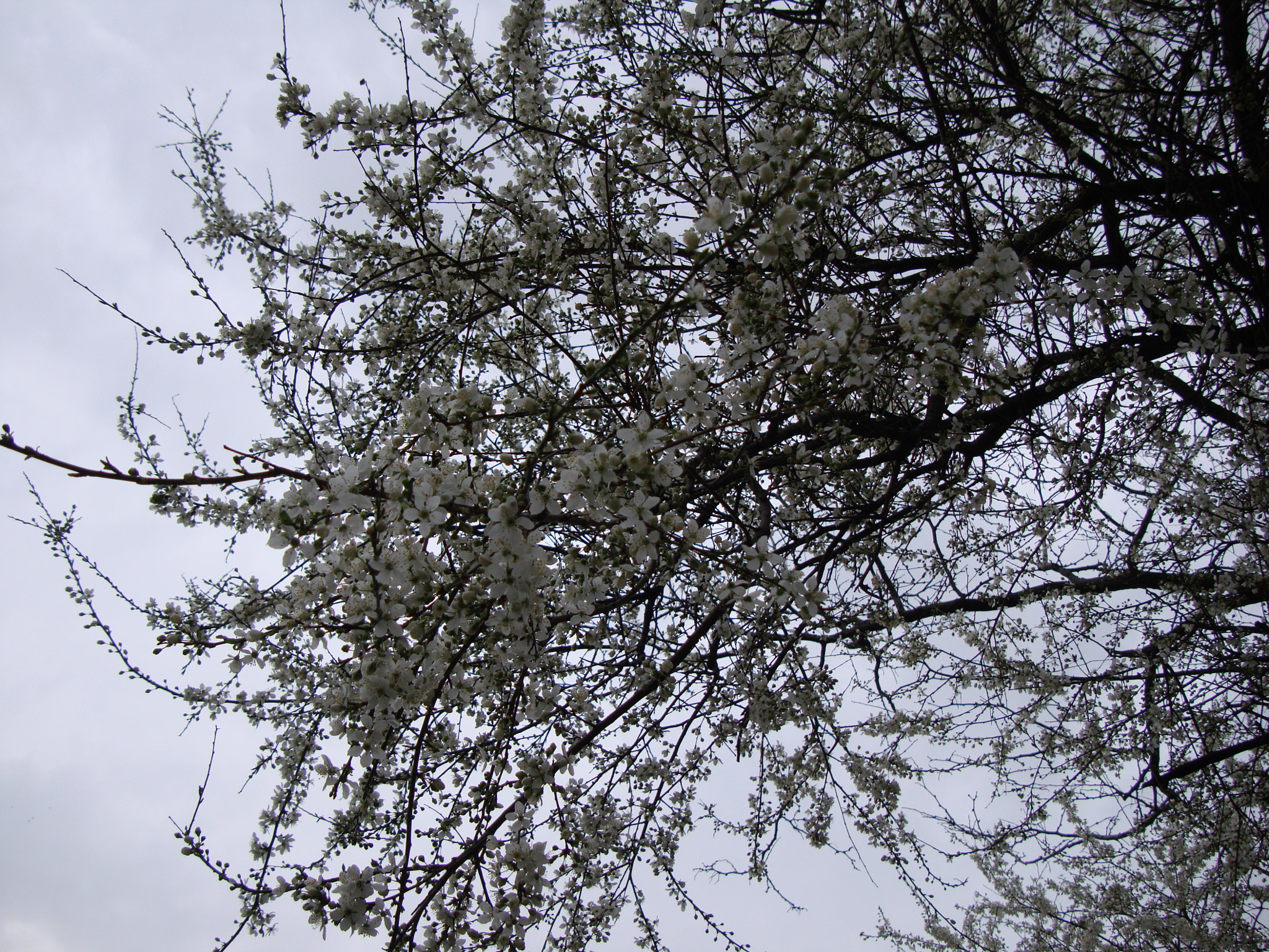 Sony Cyber-shot DSC-W300 sample photo. Blossoming trees in a park photography