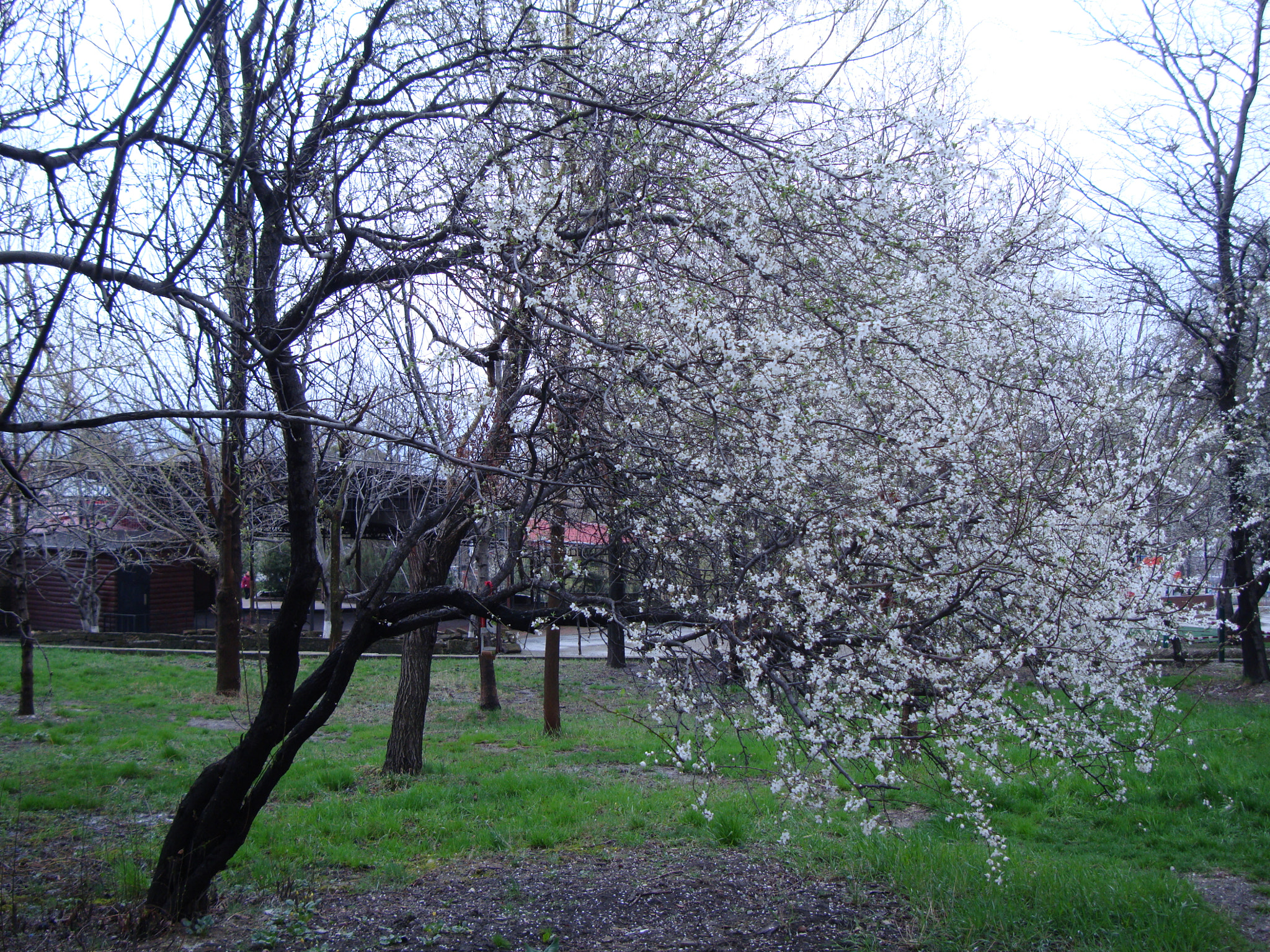 Sony Cyber-shot DSC-W300 sample photo. Blossoming trees in a park photography