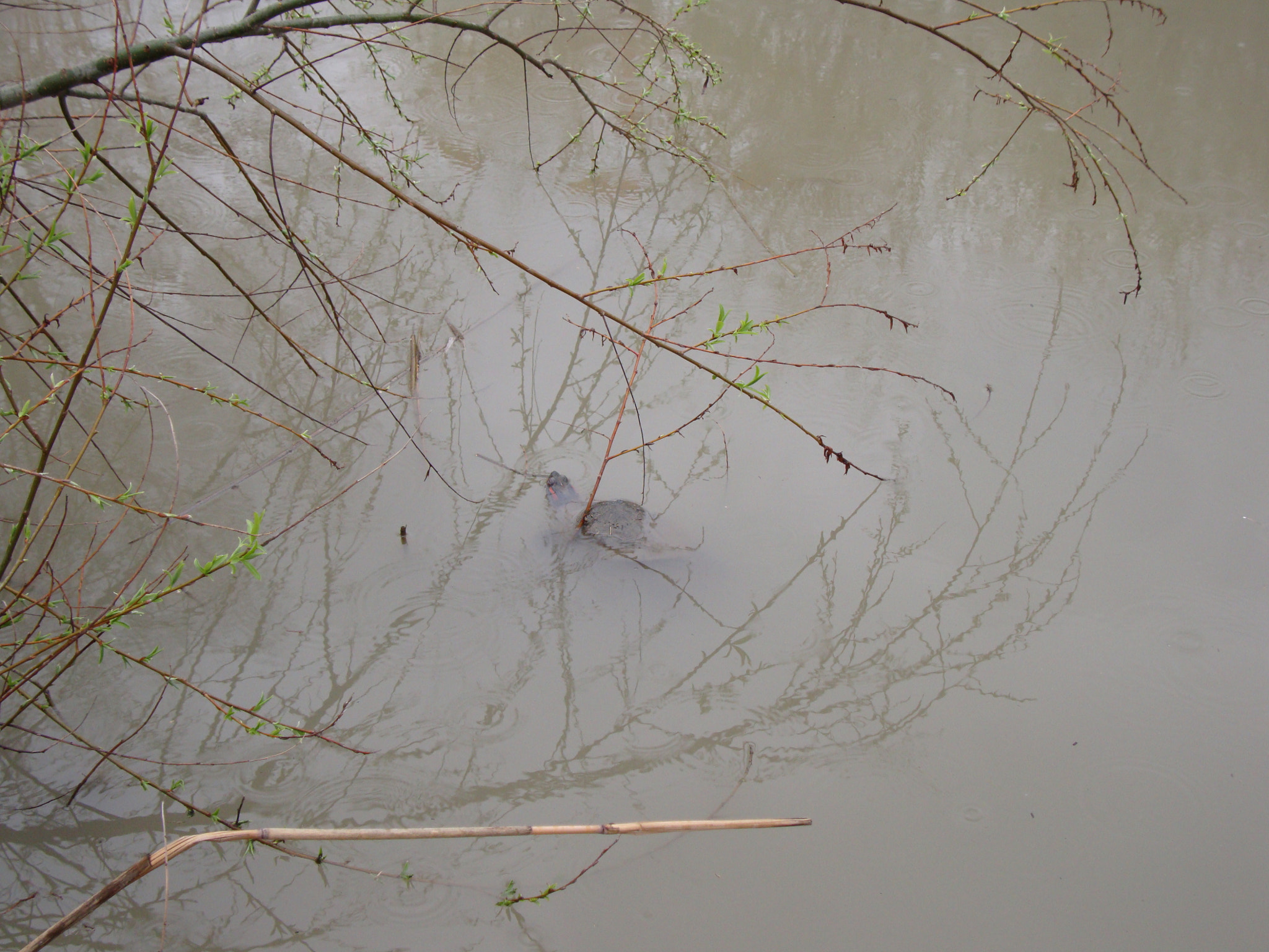 Sony Cyber-shot DSC-W300 sample photo. Turtle in cloudy water photography