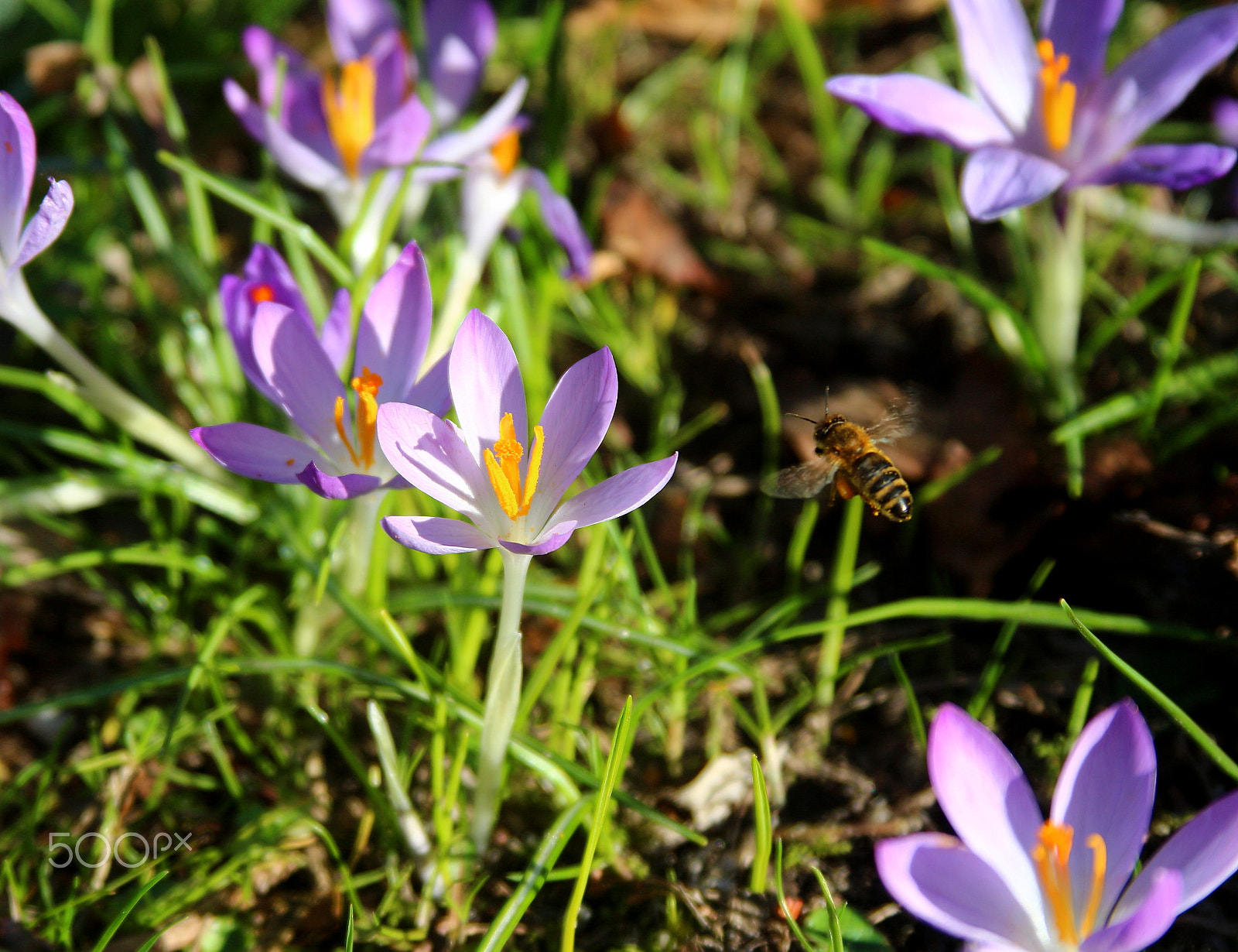 Canon EF 28-135mm F3.5-5.6 IS USM sample photo. Bee photo photography