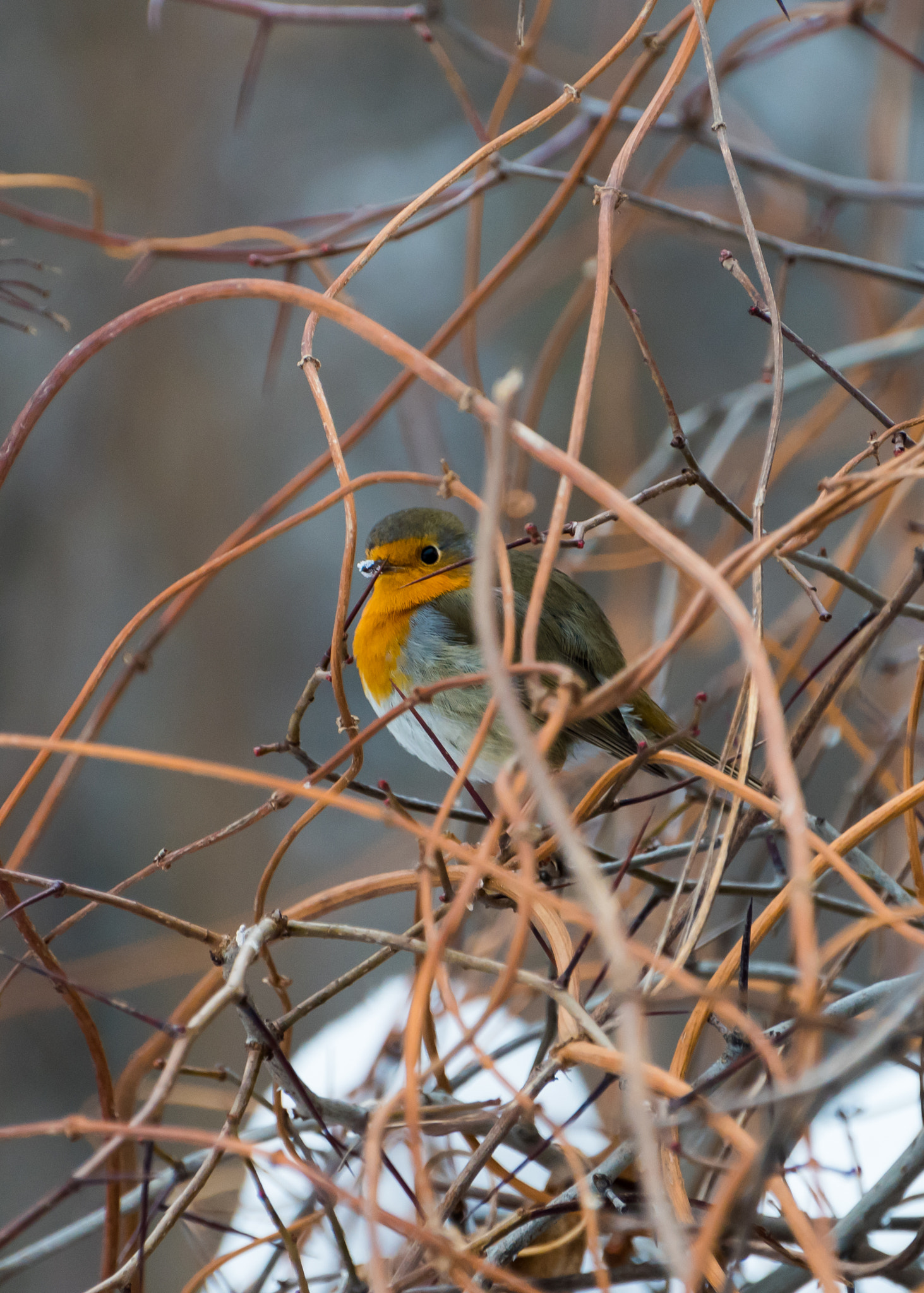 Nikon D810 sample photo. Robin. photography