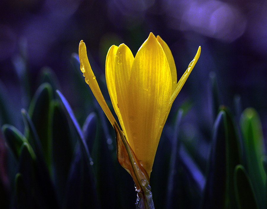 Pentax K20D + smc PENTAX-FA Macro 100mm F2.8 sample photo. Yellow photography