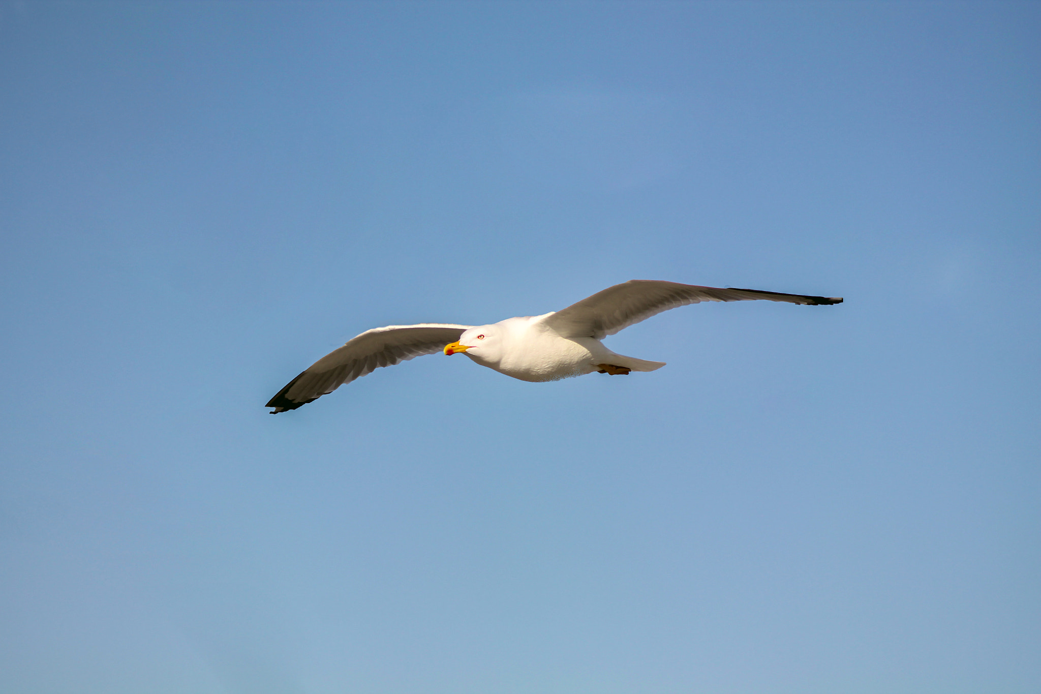 Canon EOS 1100D (EOS Rebel T3 / EOS Kiss X50) sample photo. Seagull photography