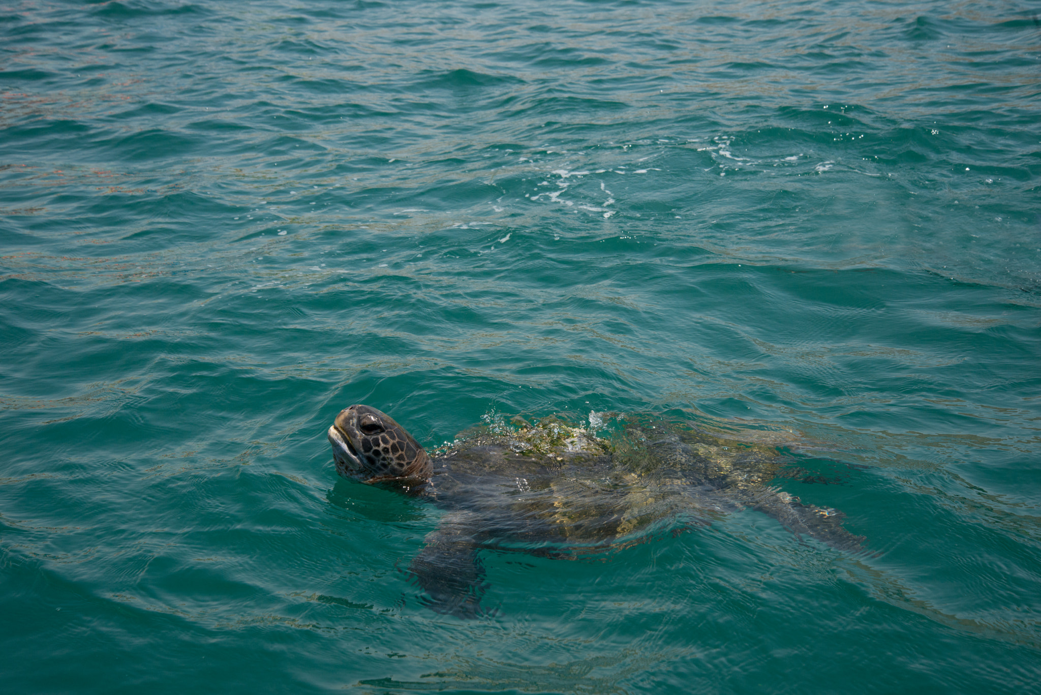 Nikon D800 sample photo. Tortuga marina. photography