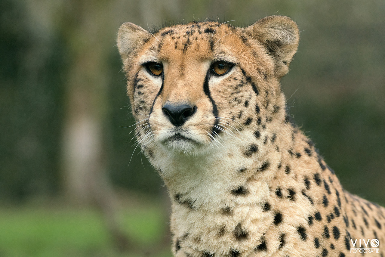 Sony a99 II + Sony 70-400mm F4-5.6 G SSM sample photo. Cheetah portrait photography