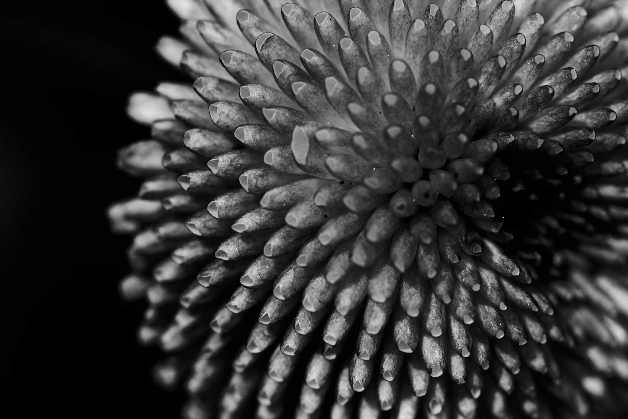 Canon EF 100mm F2.8L Macro IS USM sample photo. Patterns!! photography